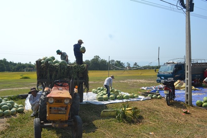 Khoi dong dot 2 mua hang tram tan dua goi vu o Quang Ngai hinh anh