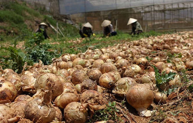 Giai cuu nong san va tra no nong dan hinh anh