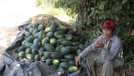 Dua hau Quang Nam lai xep dong, tu thuong mac suc ep gia hinh anh