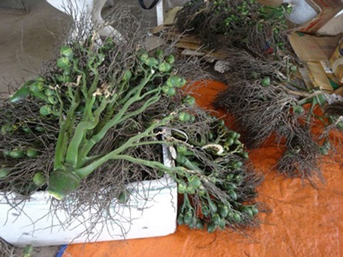 Lam ro muc dich thuong lai Trung Quoc mua nong san la hinh anh