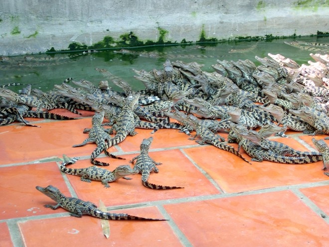 Hao huc nuoi ca sau, coi chung mac bay hinh anh