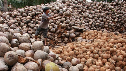 Lai Trung Quoc giam mua, ban 20 trai dua bang 1 trai buoi hinh anh