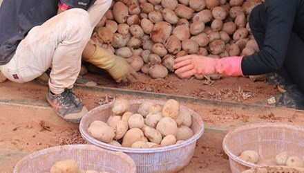 Chieu tan trang khoai tay kem chat luong hinh anh