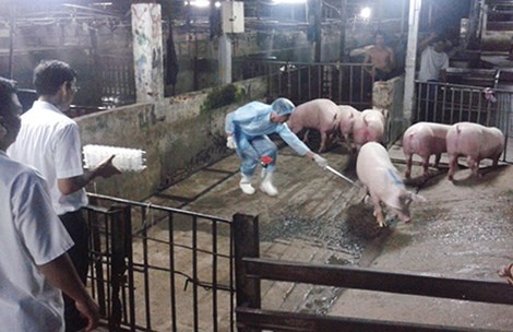 Nuoi heo bang chat cam ngay cang nhieu hinh anh