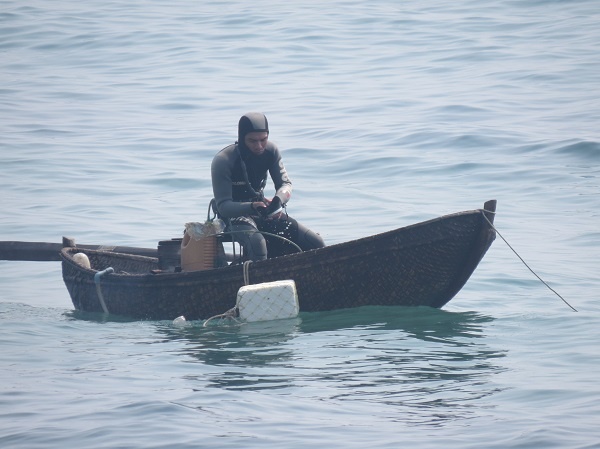 Lan tim nhim bien 'tien vua' hinh anh