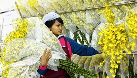 Xuat khau lan vu nu sang Nhat hinh anh