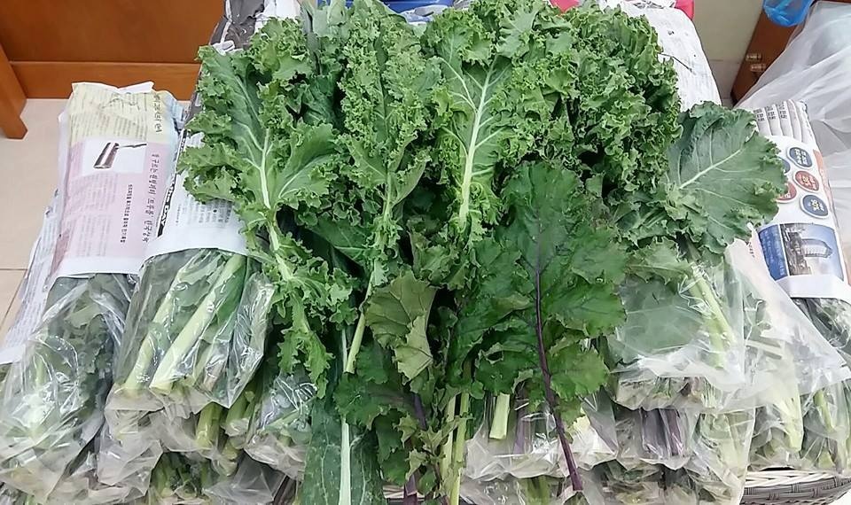 Không những giàu dinh dưỡng, cải xoăn còn có tác dụng làm đẹp giảm cân.