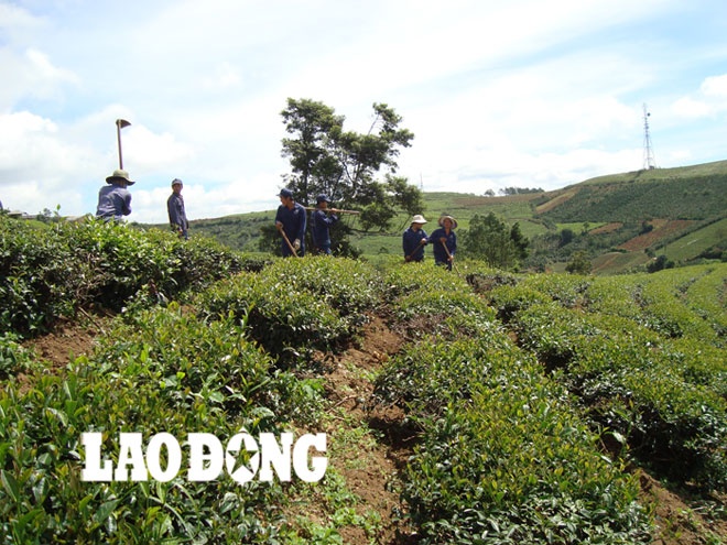 Trồng trà tại nhà máy của Công ty Hà Linh.