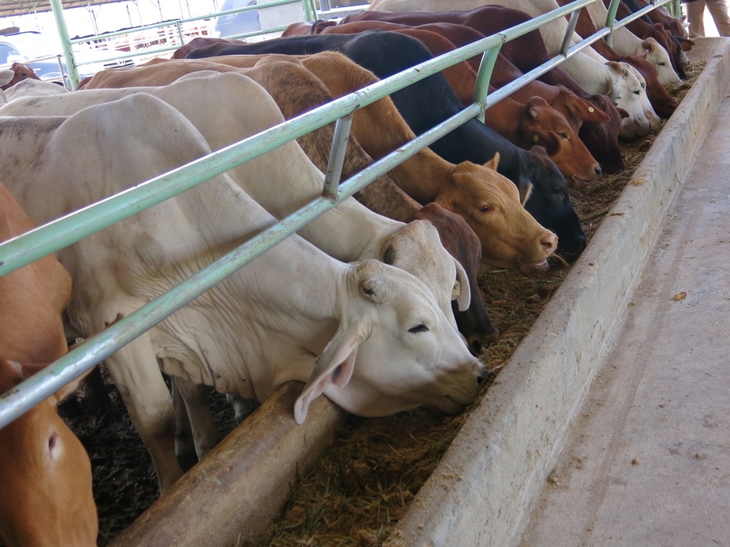 Hoang Anh Gia Lai mua bo ngoai cho nong dan vo beo hinh anh