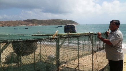 Ngu dan meo mat vi bi ep gia tom hum hinh anh