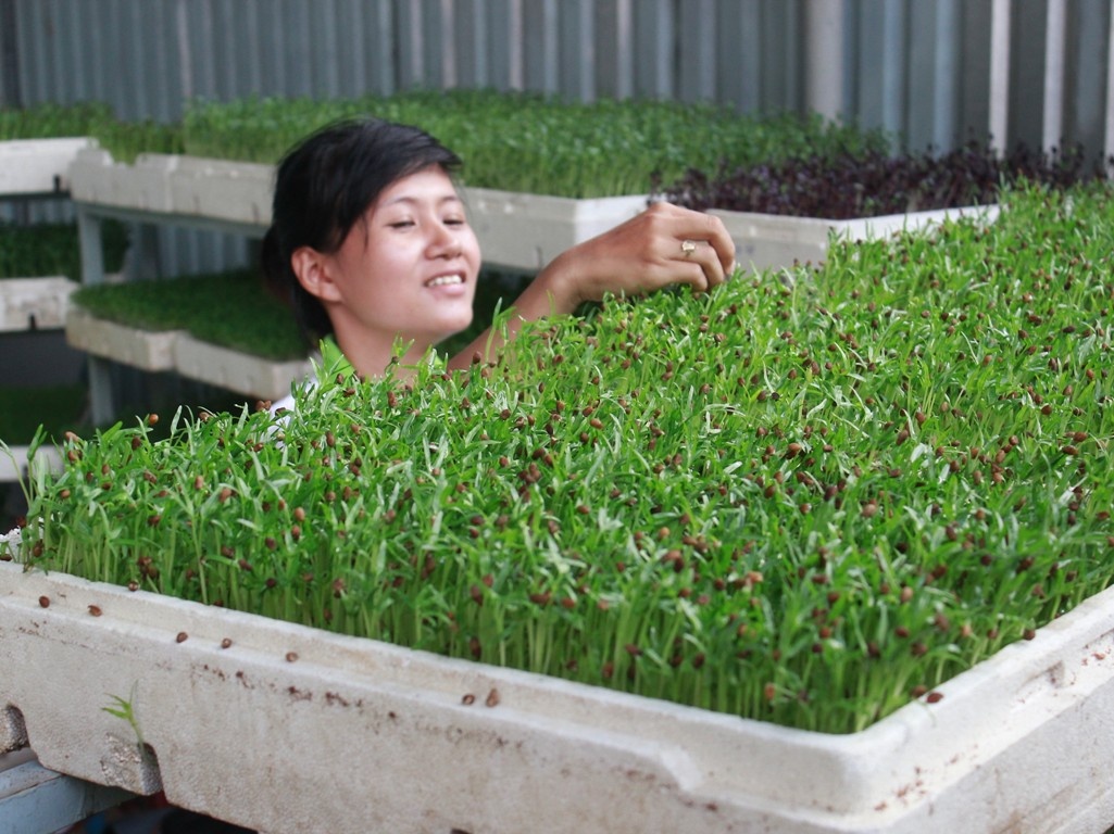 Rui ro it ngo toi tu rau mam trong tai gia hinh anh