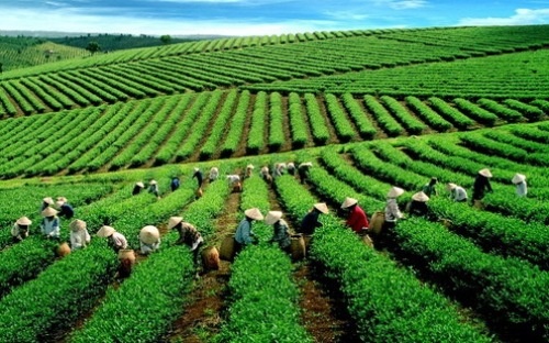 Nong san, nong nghiep Viet trong mat nguoi Nhat hinh anh