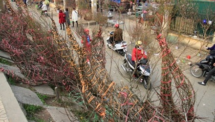 Tan diet dao rung mua vui ngay Tet hinh anh