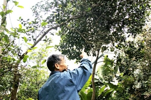 Lang che bao boi tram tuoi doc nhat Thu do hinh anh