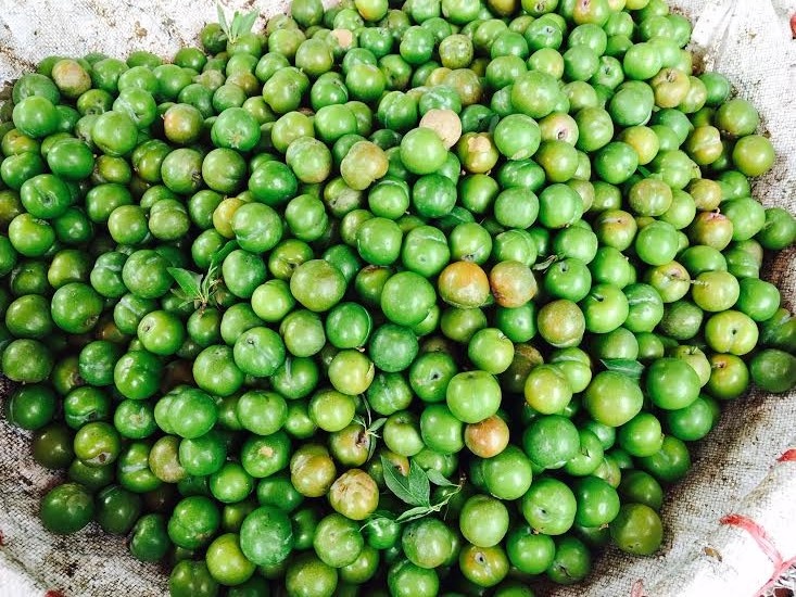 Ham qua dau mua, dan Ha thanh bi moc tui hinh anh