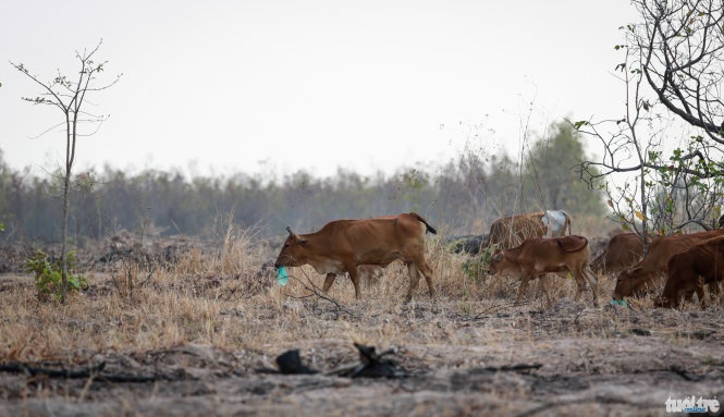 Nang han bo an rac, chet hang tram con hinh anh
