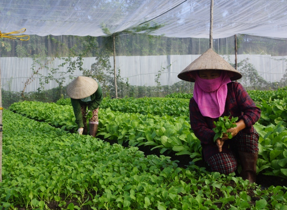 Mo rong cua cho thuc pham huu co vao sieu thi hinh anh