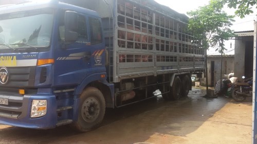 Trung Quoc dung nhap khau: Lon 'quay dau' ve dau? hinh anh