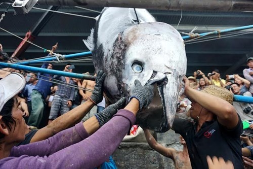 Ngu dan Khanh Hoa cau duoc ca ngu vay xanh gan 350 kg hinh anh