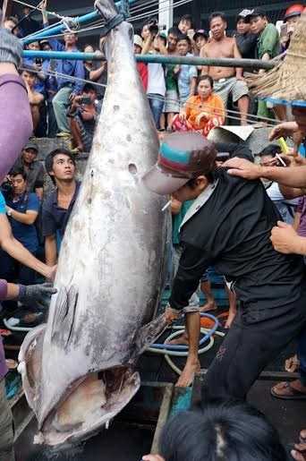 Cá ngừ vay xanh nặng 350 kg ở Khánh Hòa ảnh 1 Ca ngu vay xanh nang 350 kg o Khanh Hoa anh 1