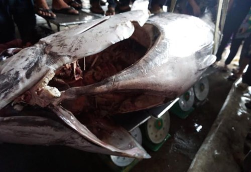 Cá ngừ vay xanh nặng 350 kg ở Khánh Hòa ảnh 2 Ca ngu vay xanh nang 350 kg o Khanh Hoa anh 2