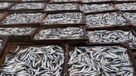 So NN&PTNT tinh Quang Tri noi ve tranh luan ca nhiem phenol hinh anh