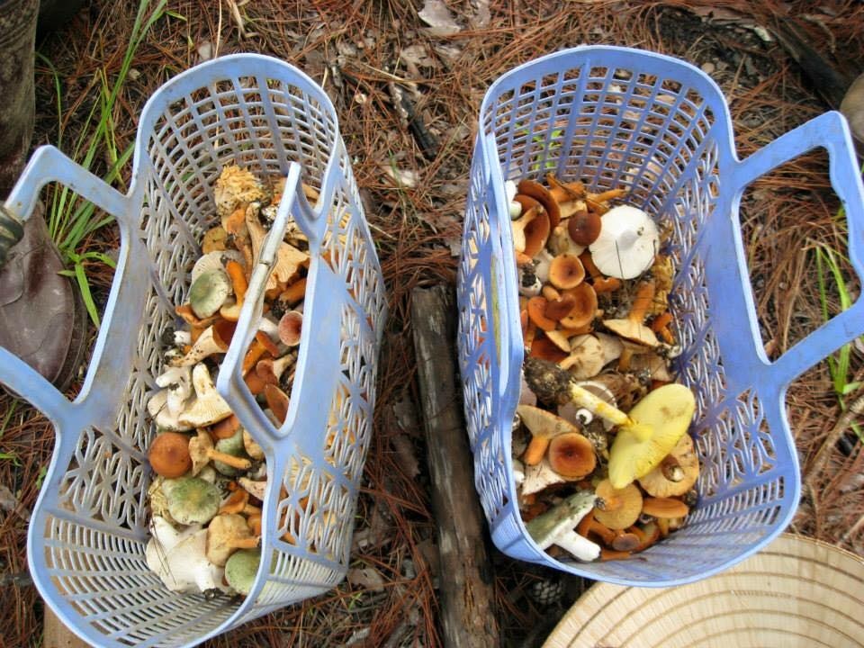 Người Hà Nội tranh mua nấm gan bò Đà Lạt ảnh 1 Nguoi Ha Noi tranh mua nam gan bo Da Lat anh 1