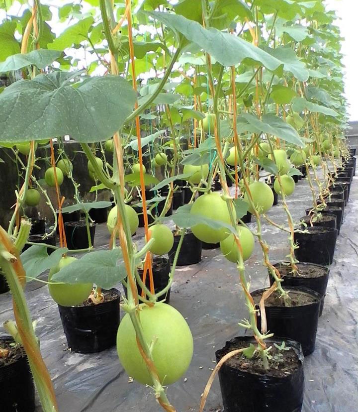 40 m2 san thuong thu 3 ta dua cua ho dan o Hai Phong hinh anh