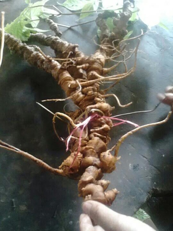 Di rung dao duoc cu sam Ngoc Linh co 250 trieu dong hinh anh