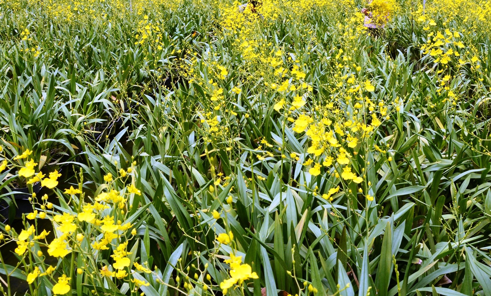 Trai lan vu nu trieu do o Lam Dong hinh anh