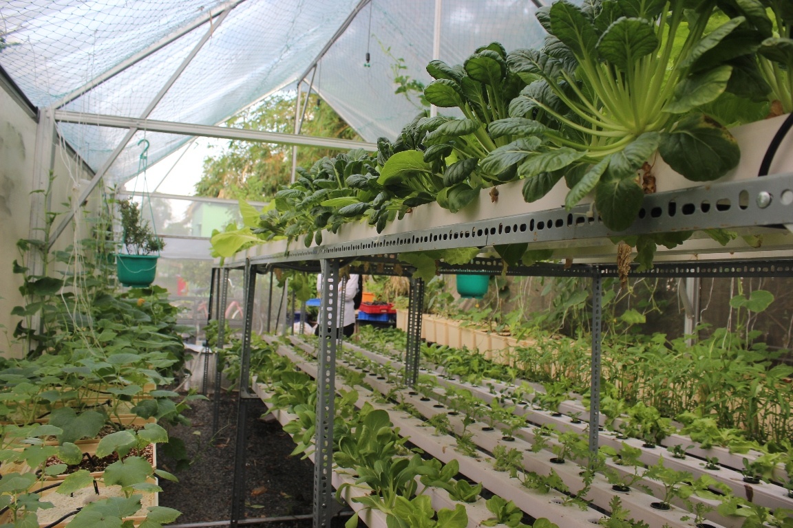 Nong trai rau huu co 5 ty giua pho nha giau o Sai Gon hinh anh