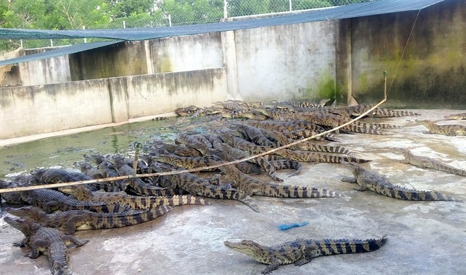 Trung Quoc giam mua, gia ca sau rot chua tung thay hinh anh