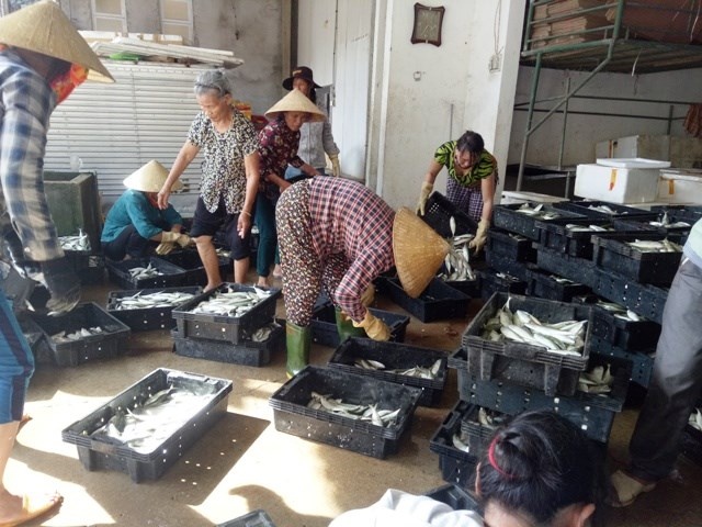 cá biển tươi không tiêu thụ được tại Hà Tĩnh ảnh 2 ca bien tuoi khong tieu thu duoc tai Ha Tinh anh 2