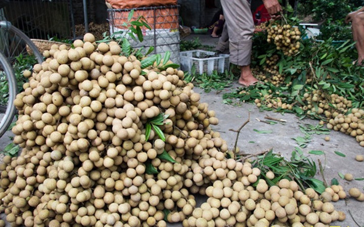 5 loai trai cay Viet Nam duoc di My anh 8