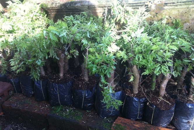 Dân tây nguyên đổ tiền vào canh bạc đinh lăng ảnh 1 Dan tay nguyen do tien vao canh bac dinh lang anh 1