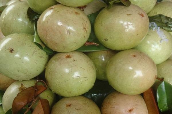 Những trái cây Việt Nam không nhập từ Trung Quốc ảnh 1 Nhung trai cay Viet Nam khong nhap tu Trung Quoc anh 1