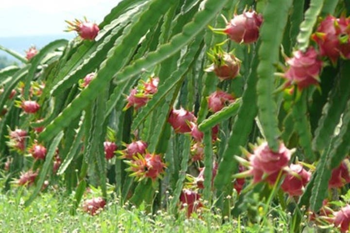 Những trái cây Việt Nam không nhập từ Trung Quốc ảnh 3 Nhung trai cay Viet Nam khong nhap tu Trung Quoc anh 3