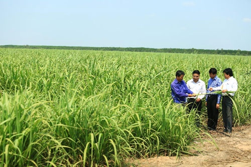 Dai gia Dang Van Thanh 'gom' mia duong giai cuu bau Duc hinh anh
