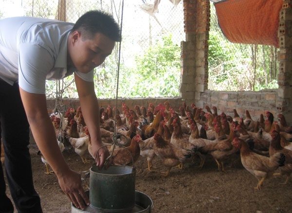 Nong dan phai vay chui lai 'cat co', ngan hang o dau? hinh anh