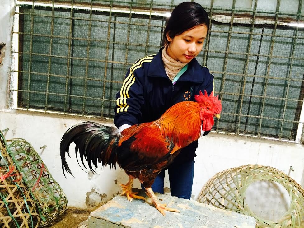 Ga 'huyen thoai' 50 trieu mot con, dai gia lung mua cung Tet hinh anh