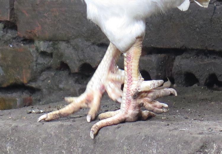 50 triệu một con gà 9 cựa cúng tết ảnh 3 50 trieu mot con ga 9 cua cung tet anh 3