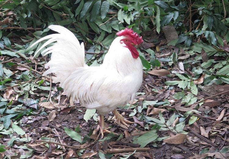 50 triệu một con gà 9 cựa cúng tết ảnh 2 50 trieu mot con ga 9 cua cung tet anh 2