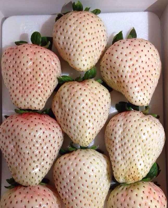 Nhà giàu Việt săn mua dâu tây đắt nhất thế giới ảnh 2 Nha giau Viet san mua dau tay dat nhat the gioi anh 2