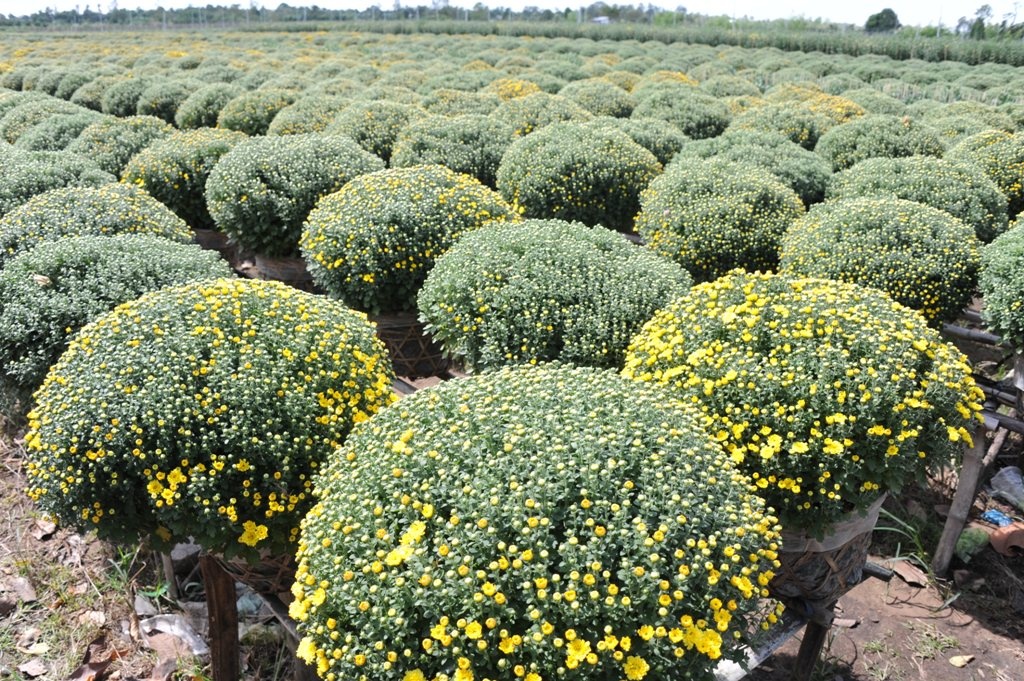 Cuc mam xoi mien Tay khong no kip Tet hinh anh