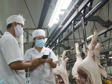 Nông dân phá sản vì heo giá 20000 đồng một kg ảnh 2 Nong dan pha san vi heo gia 20000 dong mot kg anh 2