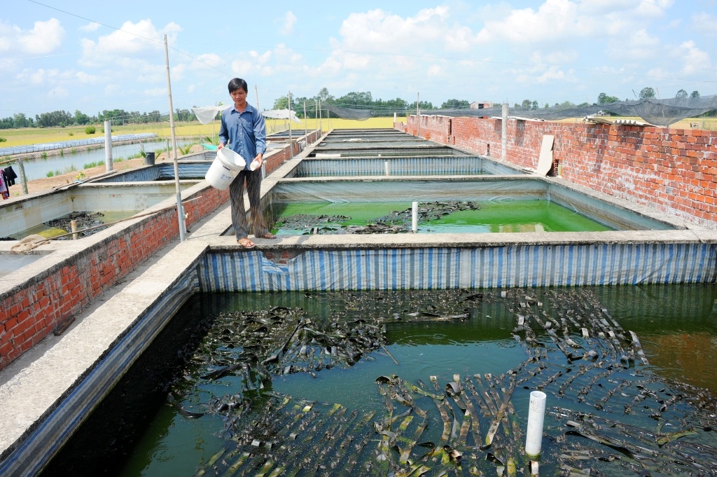 Lam cha bong ech xuat khau anh 1