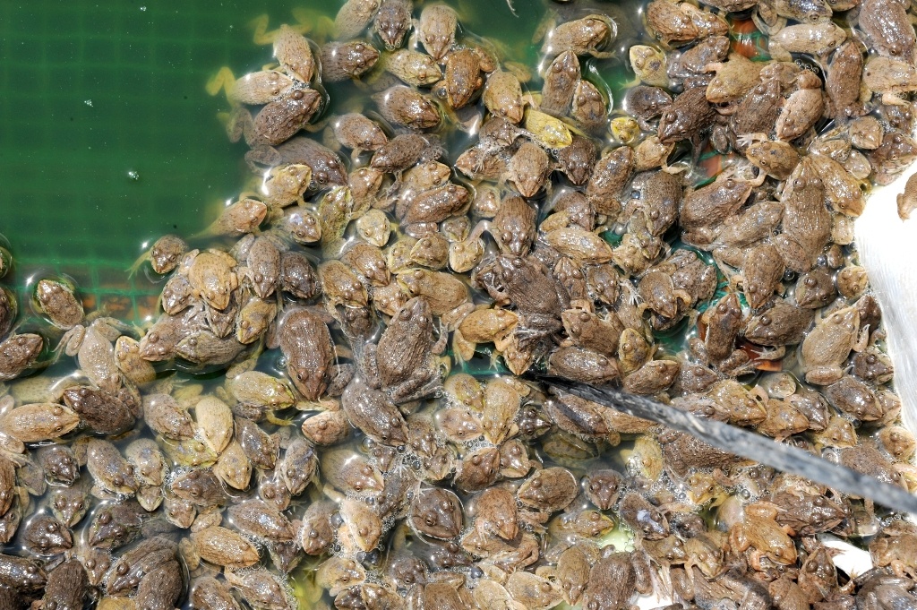 Nuoi hang nghin con ech lam cha bong xuat ban sang Campuchia hinh anh