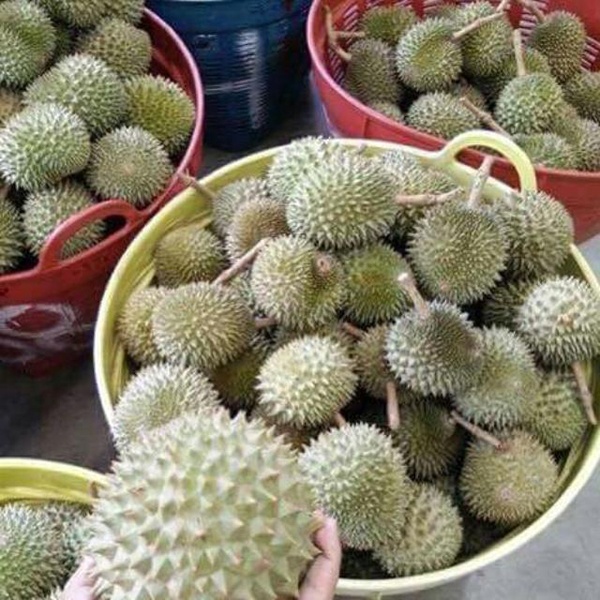 sau rieng mini chay hang tren mang anh 1