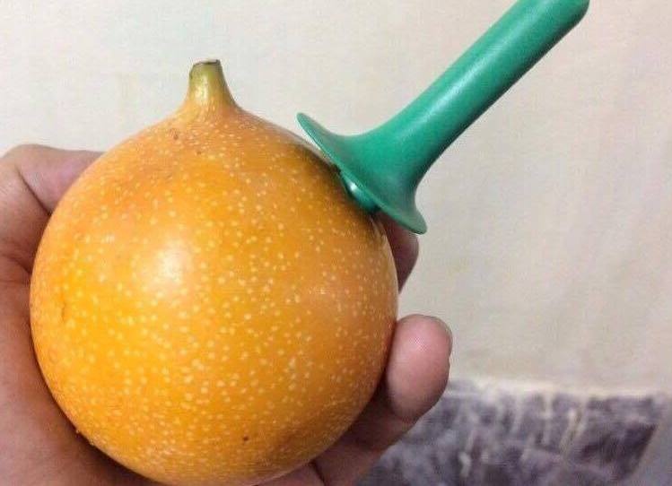 người Hà Nội ăn chanh dây 120.000 đồng một quả ảnh 2 nguoi Ha Noi an chanh day 120.000 dong mot qua anh 2