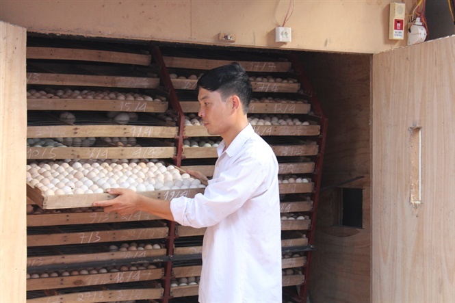 Ap trung vit lon, mot thon thu gan 200 ty dong moi nam hinh anh